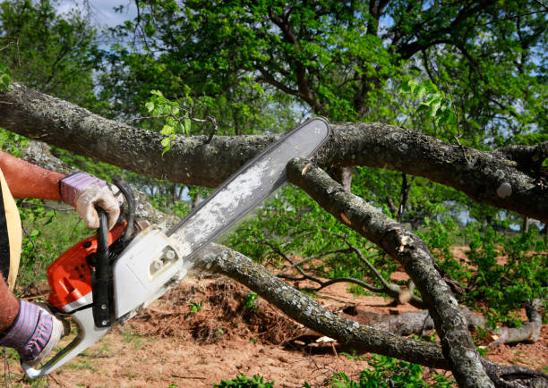 Best Tree Cutting Near Me  in Atoka, TN